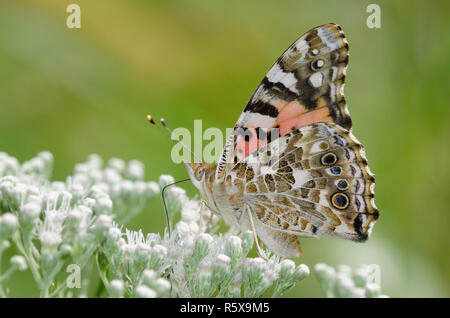 Painted Lady, Vanessa cardui, nectaring on Lateflowering thoroughwort, Conoclinium serotinum Stock Photo