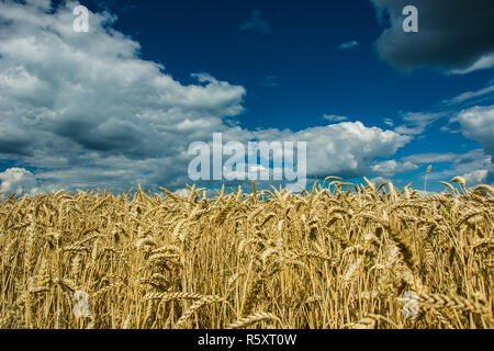 Closeup of ears of wheat, white clouds on blue sky Stock Photo