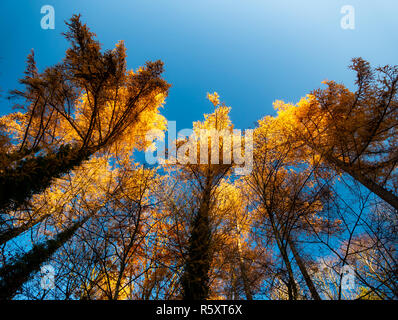 Image of bottom up view along trees with colorful leaves in autumn Stock Photo