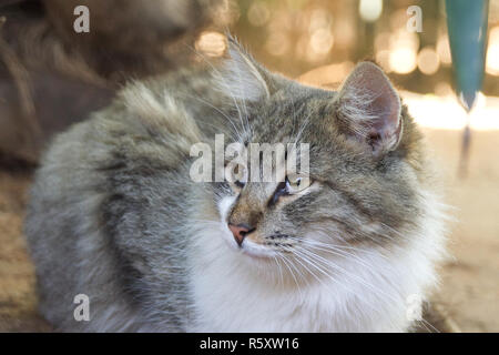 Long haired tabby cat Stock Photo