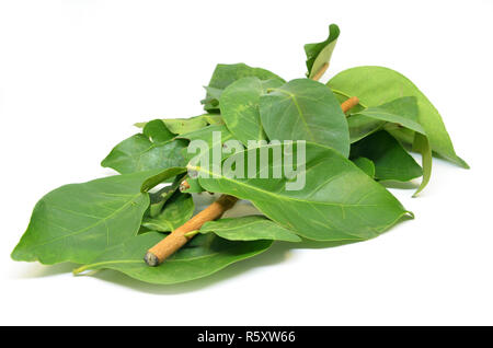 Indonesian Bay Leaf Stock Photo
