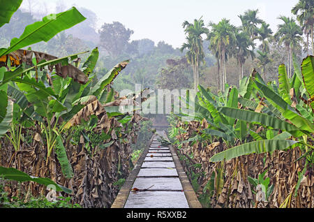 Tranquil scene of irrigation canal made of concrete with full of water passing through banana plantation in a farm in Kerala, India. Stock Photo