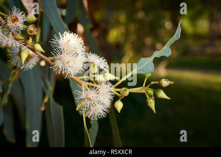 Close-up image of flowers on Eucalyptus camaldulensis tree. Stock Photo