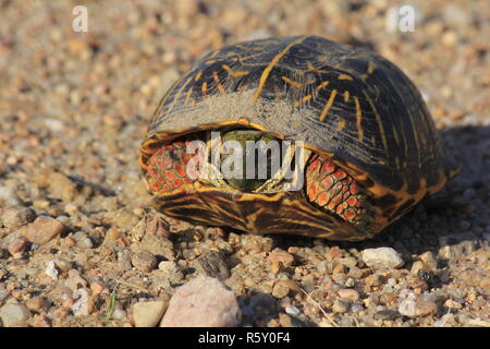 Male Box Shell Turtle on a Sand road in Kansas Stock Photo
