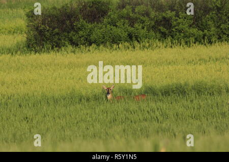 Wheat field in Kansas Stock Photo - Alamy