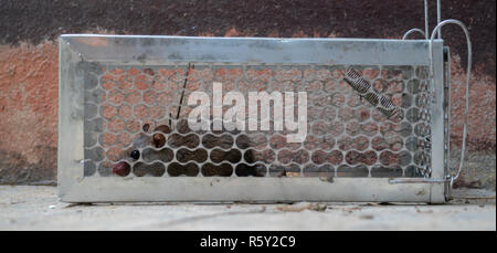 fearful mice trapped in a  rat cage Stock Photo