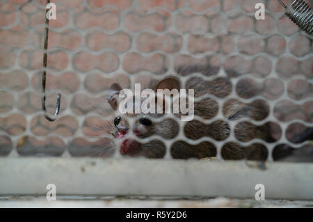 fearful mice trapped in a  rat cage Stock Photo