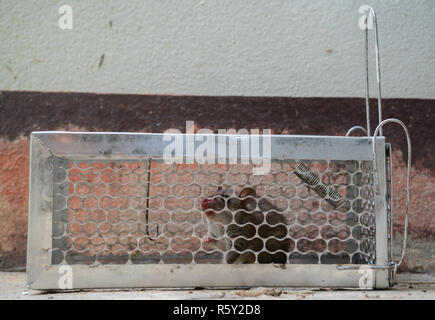 fearful mice trapped in a  rat cage Stock Photo