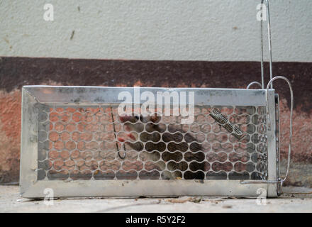 fearful mice trapped in a  rat cage Stock Photo
