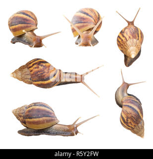 Giant african snails isolated on white background Stock Photo