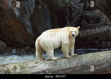 Spirit Bear catches salmon and poses for us Stock Photo