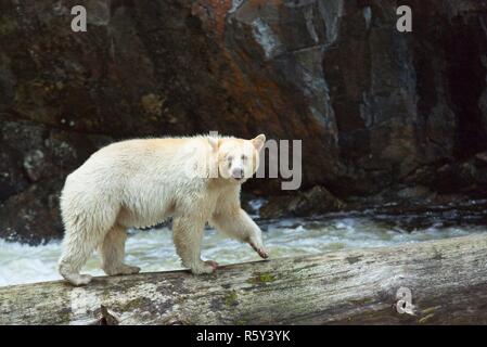 Spirit Bear catches salmon and poses for us Stock Photo