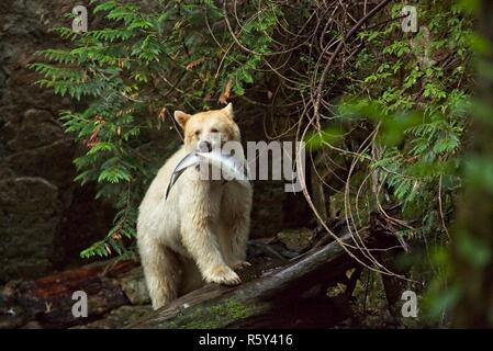 Spirit Bear catches salmon and poses for us Stock Photo