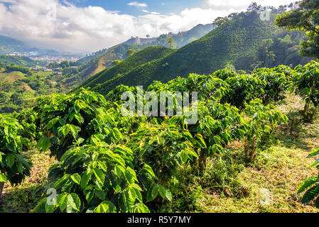 Coffee Plants and Hills Stock Photo