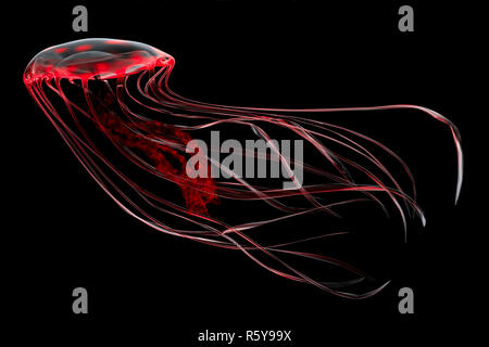 Red Jellyfish Stock Photo