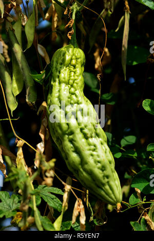 bitter melon growing on a vine in garden. Stock Photo