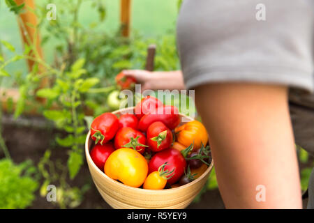 Woman's hands harvesting fresh organic tomatoes in her garden on a sunny day. Farmer picking tomatoes. Vegetable rowing. Gardening concept Stock Photo