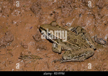 Southern Leopard Frog, Lithobates sphenocephalus Stock Photo