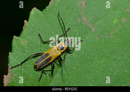Goldenrod Soldier Beetle, Chauliognathus pensylvanicus Stock Photo
