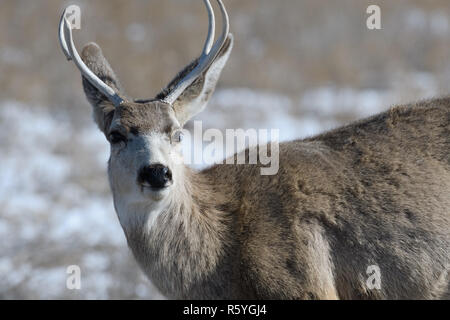 Young male mule deer in winter Stock Photo