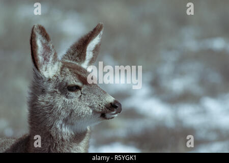 Young female mule deer in winter Stock Photo