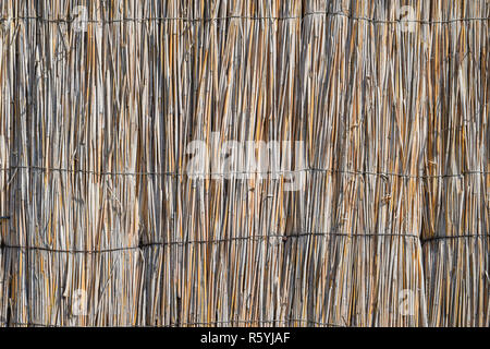 The wall of the reed stalks Stock Photo