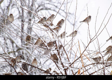 Sparrow on branches of bushes. Winter weekdays for sparrows. Com Stock Photo