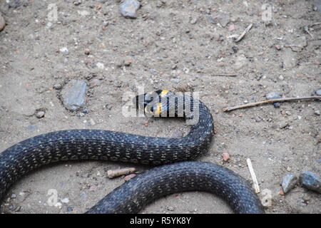 Grass snake, crawling along the ground. Non-poisonous snake. Fri Stock Photo