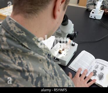U.S. Air Force Capt. Ryan Joerres, United States Air Force School of Aerospace Medicine Public Health Education Division student, views through the microscope an American Cockroach to study the mechanical vectors in regard to disease prevention inside the entomology lab at the 88th Aerospace Medicine Squadron, Wright-Patterson Air Force Base, Ohio, April 21, 2017. In a deployed environment, an Airman will be able to recognize medically significant insects with disease vectors that pose a risk. Stock Photo