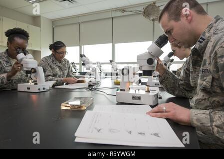 U. S. Air Force School of Aerospace Medicine Public Health Education Division students, Capt. Ryan Joerres (right, front), 1st Lt. Lara Esin (right, back),   Capt. Michele Balihe (left, front), and Capt. Caroline Brooks (left, back), view medically significant insects inside the entomology lab at the 88th Aerospace Medicine Squadron, Wright-Patterson Air Force Base, Ohio, April 21, 2017. The 88th AMDS students study the mechanical vectors of insects to better understand how some passively transmit pathogens that cause disease. Stock Photo