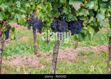 Mature grapes in autumntime in Austria, Burgerland Stock Photo