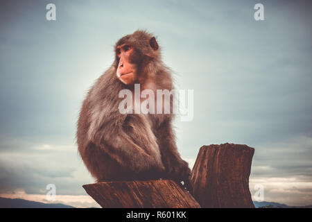 Japanese macaque on a trunk, Iwatayama monkey park, Kyoto, Japan Stock Photo