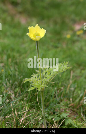 yellow alpine pasque or sulfur anemone pulsatilla alpina subsp apiifolia Stock Photo