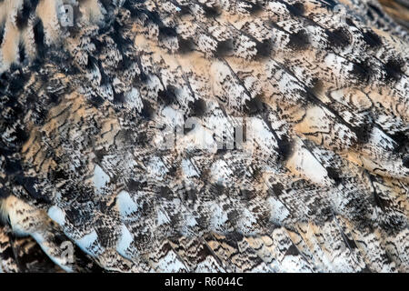 Close up texture of brown owl feathers Stock Photo