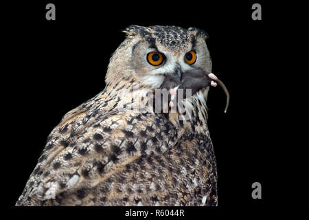 Close big owl eating a mouse Stock Photo