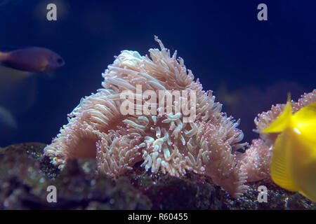 Great underwater world fish in aquarium Stock Photo