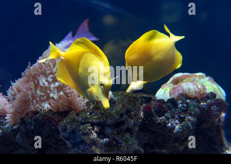 Yellow tang with coral reef (Zebrasoma flavescens) in aquarium Stock Photo