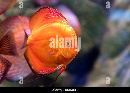 Close Symphysodon discus in an aquarium Stock Photo