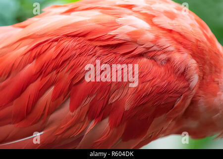 Close up texture of red Scarlet Ibis feathers Stock Photo