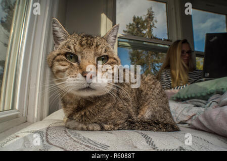 A tabby foster cat relaxing on a bed surrounded by windows. Stock Photo