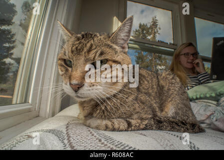 A tabby foster cat relaxing on a bed surrounded by windows. Stock Photo