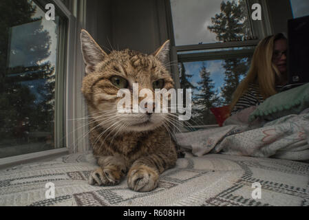 A tabby foster cat relaxing on a bed surrounded by windows. Stock Photo