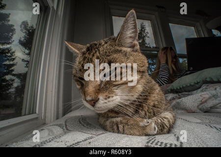 A tabby foster cat relaxing on a bed surrounded by windows. Stock Photo