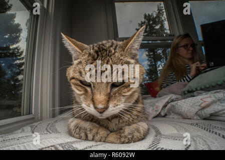 A tabby foster cat relaxing on a bed surrounded by windows. Stock Photo