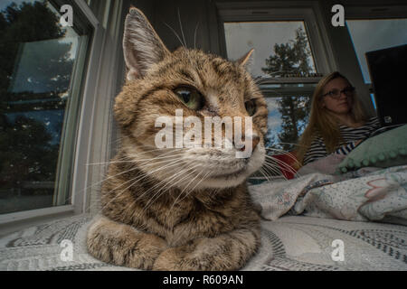 A tabby foster cat relaxing on a bed surrounded by windows. Stock Photo