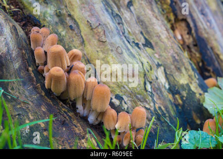 group of brown mushrooms Stock Photo