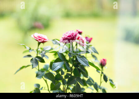 Beautiful close up of a pink roses in pot on a windowsill. Stock Photo