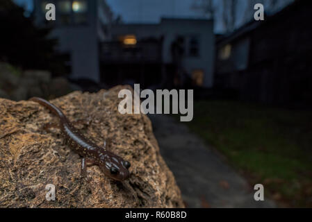 An arboreal salamander (Aneides lugubris) manages to survive a heavily modified ecosystem and can be found in gardens in suburbs of the Bay Area. Stock Photo