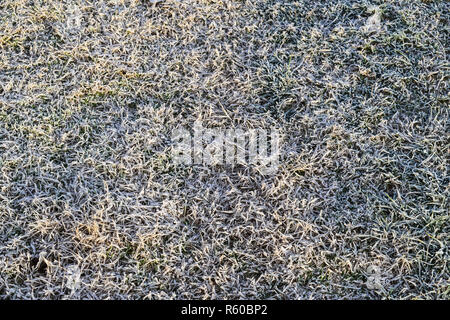 Background of frosted grass. Frost on the grass Stock Photo