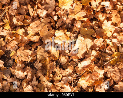 golden dead dry fallen autumn leaves background on floor Stock Photo